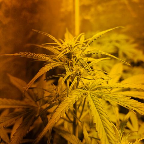 Mix de semillas Poison Seeds growlog photo: Seguimiento