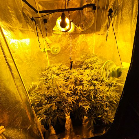 Mix de semillas Poison Seeds growlog photo: Seguimiento