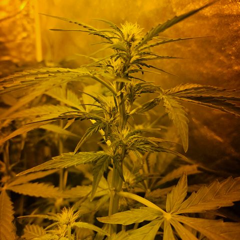 Mix de semillas Poison Seeds growlog photo: Seguimiento