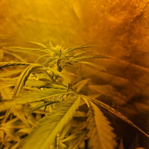 Mix de semillas Poison Seeds growlog photo: Seguimiento