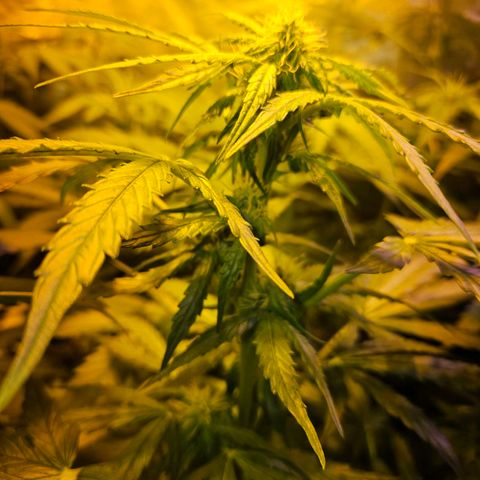 Mix de semillas Poison Seeds growlog timeline photo