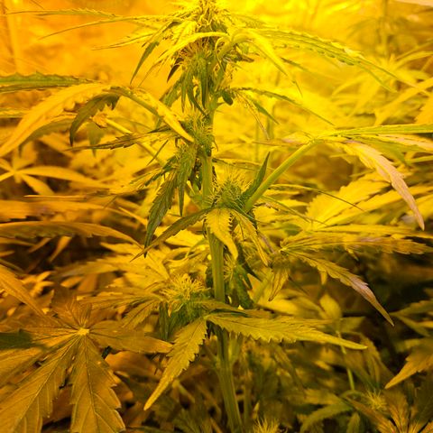 Mix de semillas Poison Seeds growlog timeline photo