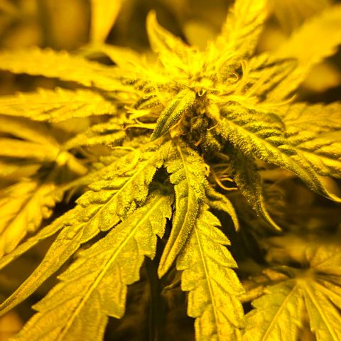 Mix de semillas Poison Seeds growlog photo: Seguimiento