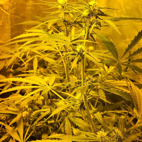 Mix de semillas Poison Seeds growlog photo: Seguimiento
