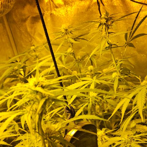 Mix de semillas Poison Seeds growlog photo: Seguimiento