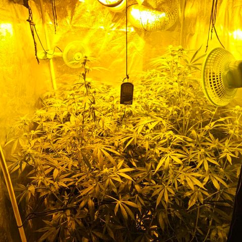 Mix de semillas Poison Seeds growlog photo: Seguimiento