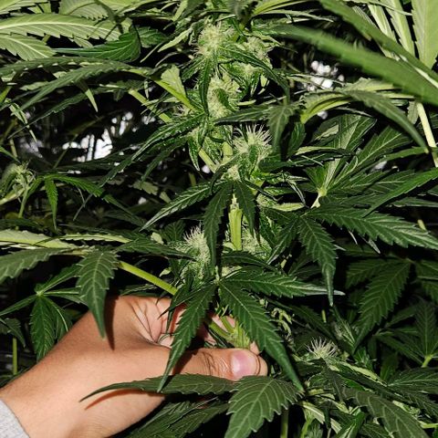 Mix de semillas Poison Seeds growlog photo: Foto tomada durante las horas de oscuridad 