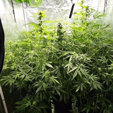 Mix de semillas Poison Seeds growlog photo: Seguimiento flora