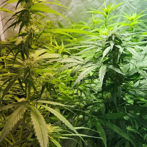 Mix de semillas Poison Seeds growlog photo: Seguimiento flora