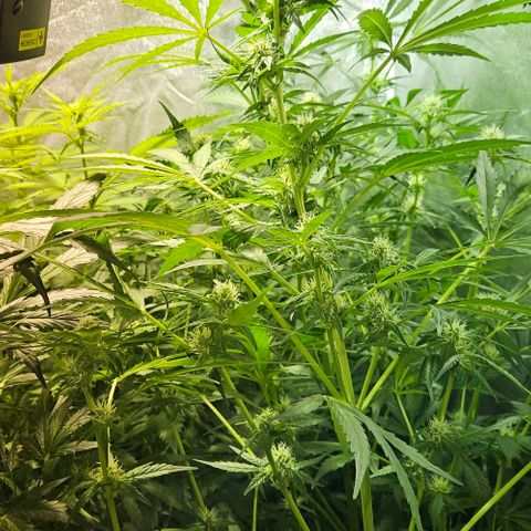 Mix de semillas Poison Seeds growlog photo: Seguimiento flora