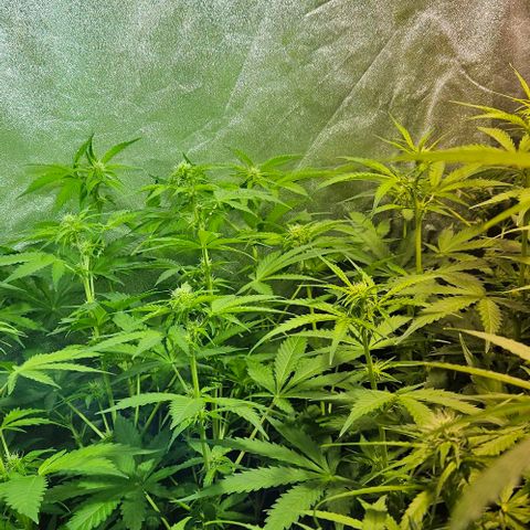 Mix de semillas Poison Seeds growlog photo: Seguimiento flora