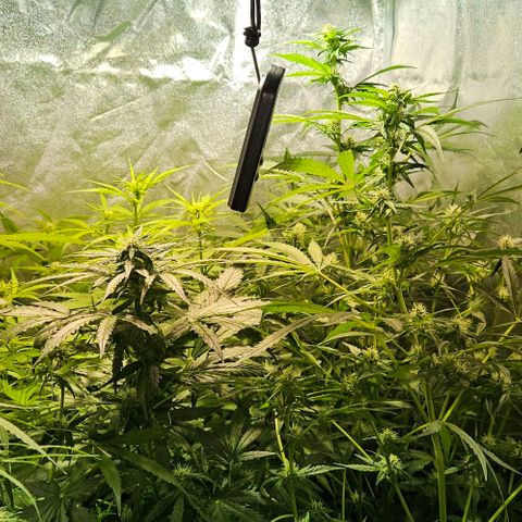 Mix de semillas Poison Seeds growlog photo: Seguimiento flora
