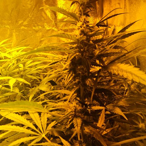 Mix de semillas Poison Seeds growlog photo: Seguimiento