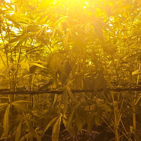 Mix de semillas Poison Seeds growlog photo: Seguimiento
