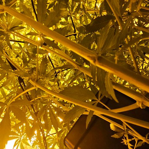 Mix de semillas Poison Seeds growlog photo: Seguimiento