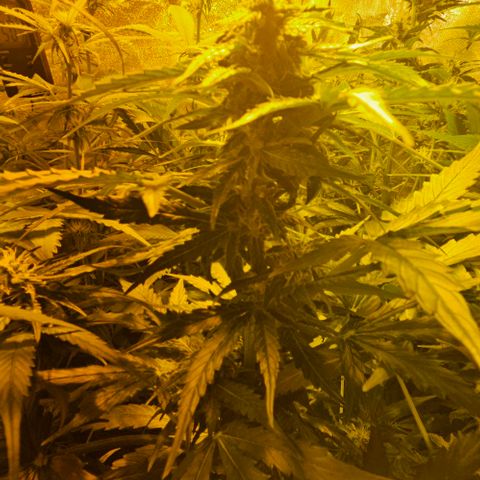 Mix de semillas Poison Seeds growlog photo: Seguimiento