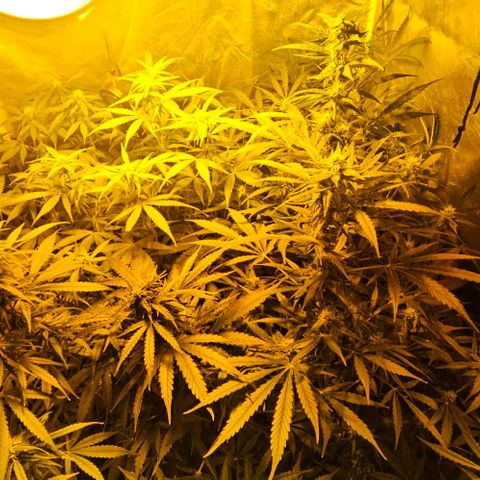 Mix de semillas Poison Seeds growlog photo: Seguimiento