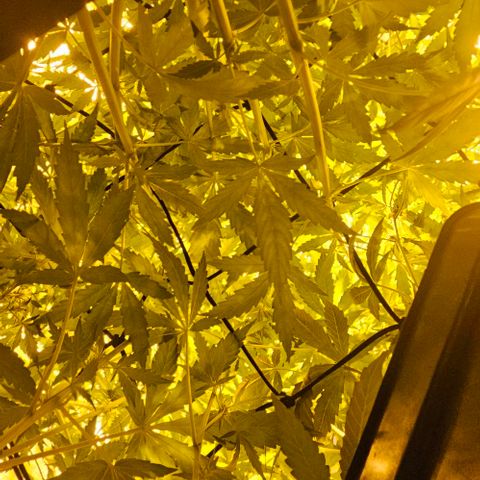 Mix de semillas Poison Seeds growlog photo: Seguimiento