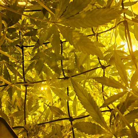 Mix de semillas Poison Seeds growlog photo: Seguimiento