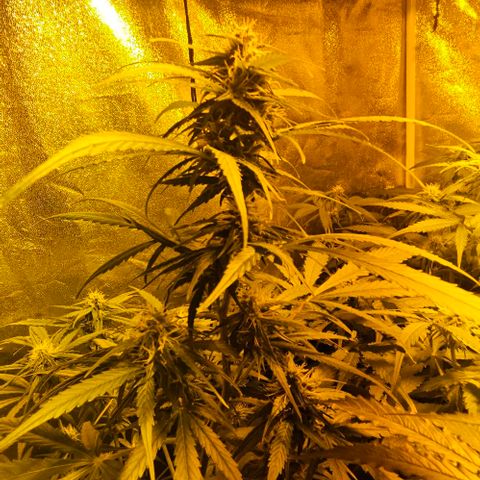 Mix de semillas Poison Seeds growlog photo: Seguimiento