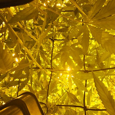 Mix de semillas Poison Seeds growlog photo: Seguimiento