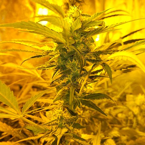 Mix de semillas Poison Seeds growlog timeline photo