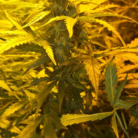 Mix de semillas Poison Seeds growlog timeline photo