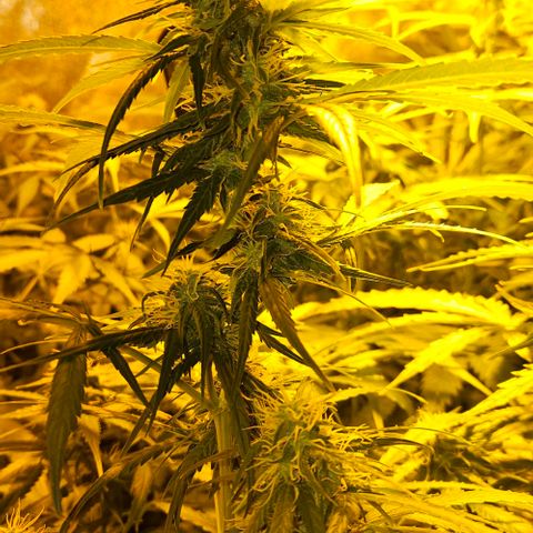 Mix de semillas Poison Seeds growlog timeline photo