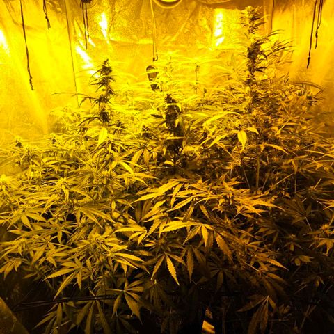 Mix de semillas Poison Seeds growlog timeline photo