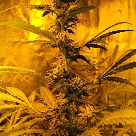 Mix de semillas Poison Seeds growlog timeline photo
