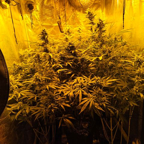 Mix de semillas Poison Seeds growlog timeline photo