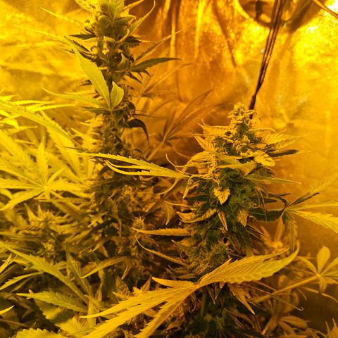 Mix de semillas Poison Seeds growlog timeline photo