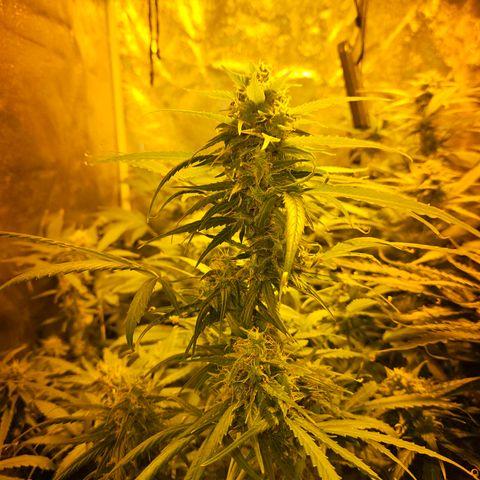 Mix de semillas Poison Seeds growlog timeline photo