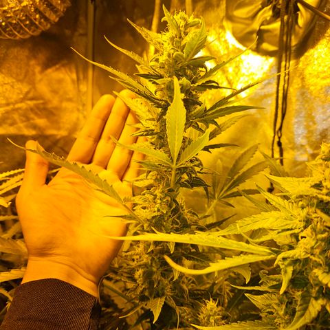Mix de semillas Poison Seeds growlog photo: Cogollos del porte de la mano