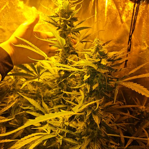 Mix de semillas Poison Seeds growlog photo: Cogollos del porte de la mano