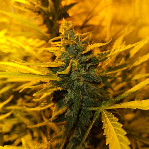 Mix de semillas Poison Seeds growlog photo: Cogollos del porte de la mano
