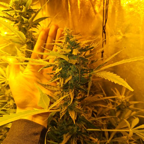 Mix de semillas Poison Seeds growlog photo: Cogollos del porte de la mano