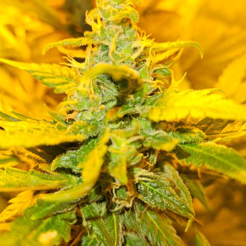 Mix de semillas Poison Seeds growlog photo: Cogollos del porte de la mano