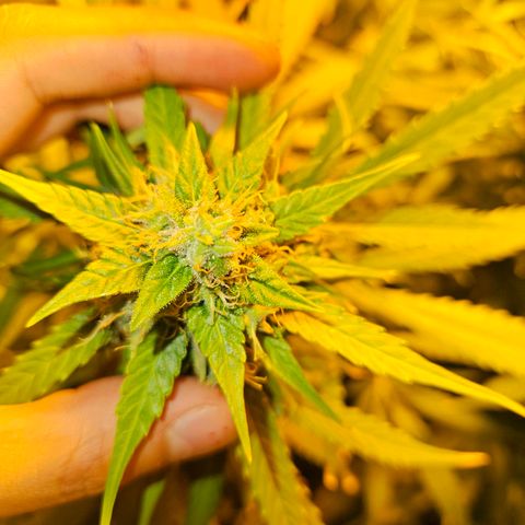 Mix de semillas Poison Seeds growlog photo: Cogollos del porte de la mano