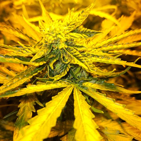 Mix de semillas Poison Seeds growlog photo: Cogollos del porte de la mano