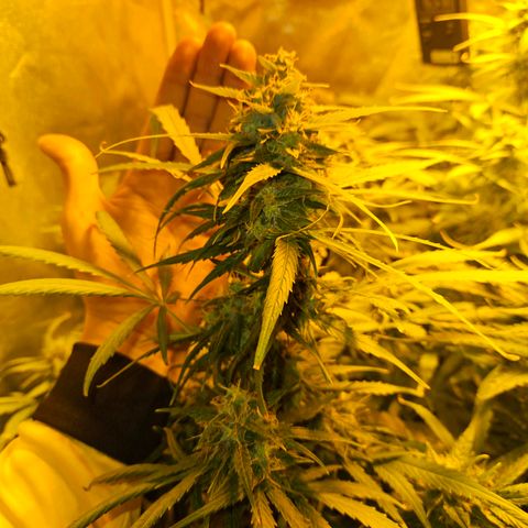 Mix de semillas Poison Seeds growlog photo: Cogollos del porte de la mano