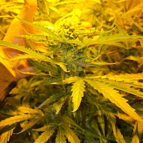 Mix de semillas Poison Seeds growlog photo: Cogollos del porte de la mano