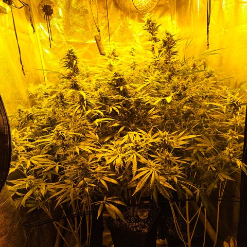 Mix de semillas Poison Seeds growlog timeline photo