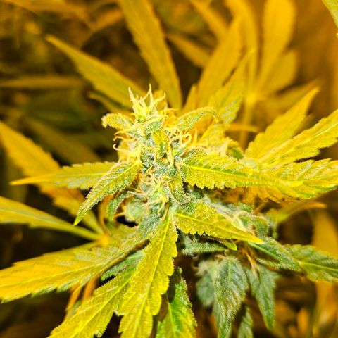 Mix de semillas Poison Seeds growlog photo: Cogollos del porte de la mano