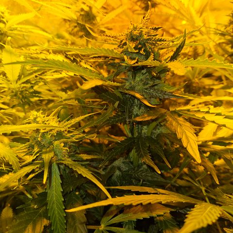 Mix de semillas Poison Seeds growlog timeline photo