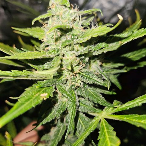 Mix de semillas Poison Seeds growlog timeline photo
