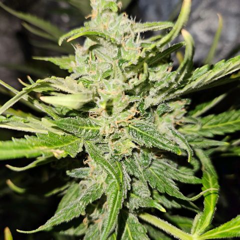 Mix de semillas Poison Seeds growlog timeline photo