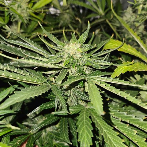 Mix de semillas Poison Seeds growlog timeline photo