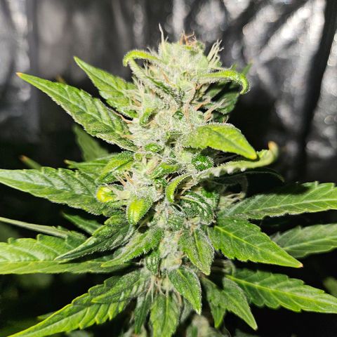Mix de semillas Poison Seeds growlog timeline photo