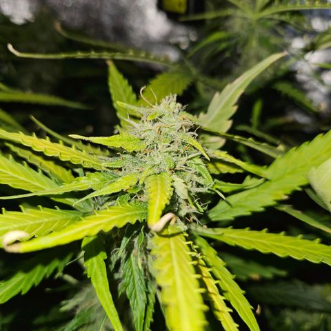 Mix de semillas Poison Seeds growlog timeline photo